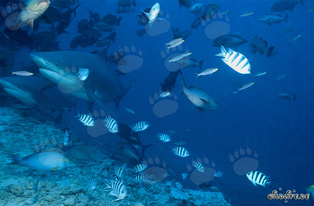 Dos imponentes tiburones toro nadan en las aguas claras de Beqa Lagoon, Fiji