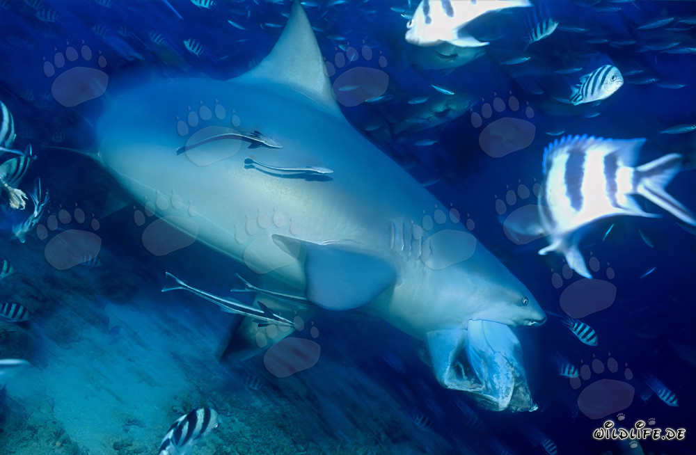 Requin taureau - Le dangereux habitant des eaux tropicales