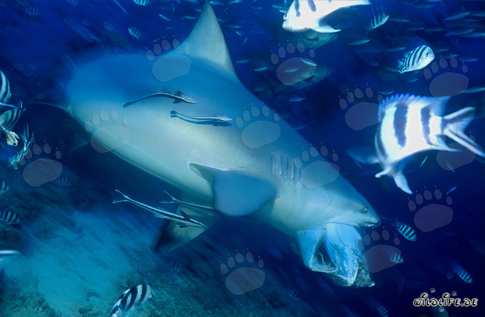 Squalo toro - Il pericoloso abitante delle acque tropicali