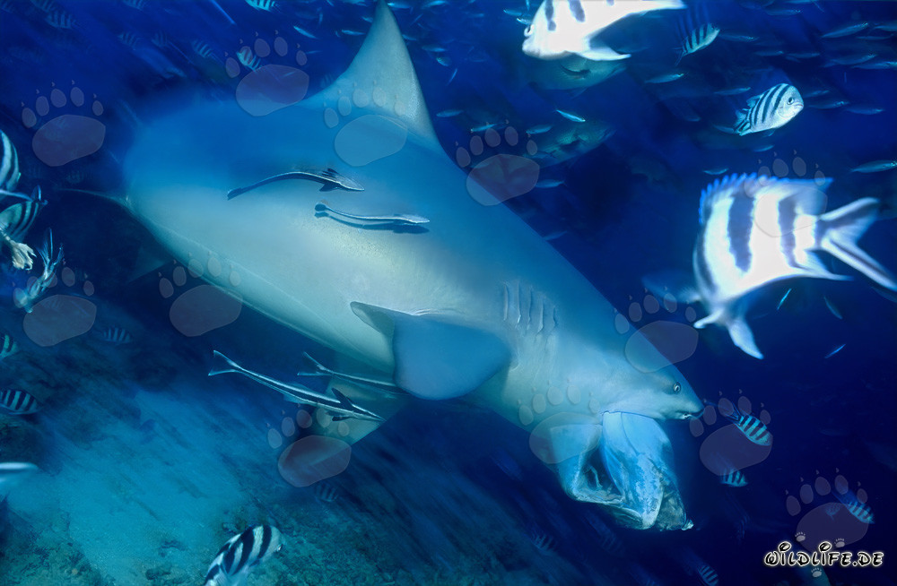 Tiburón toro - El peligroso habitante de las aguas tropicales