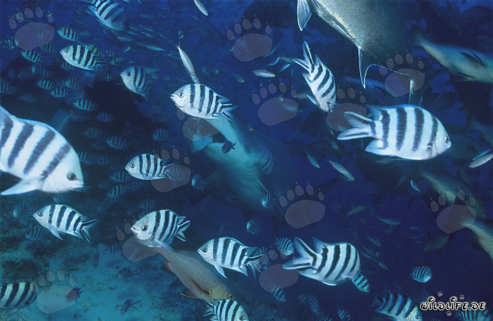 Majestic Bull Shark surrounded by Scissortail Sergeants