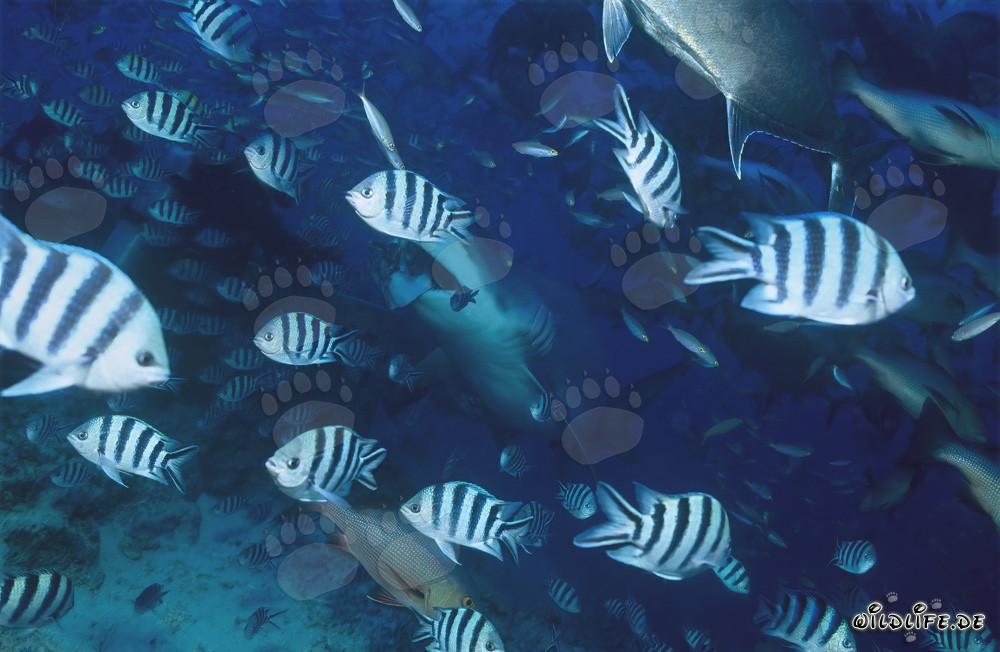 Requin taureau majestueux entouré de sergents à queue de ciseaux