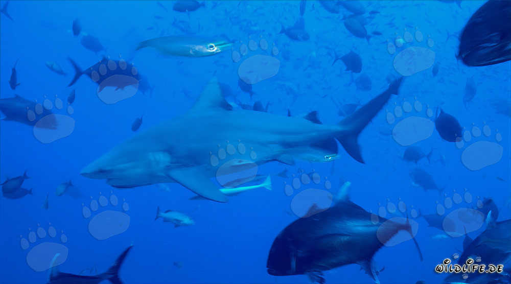 Imposanter Bullenhai umgeben von Rifffischen in den Gewässern von Fiji