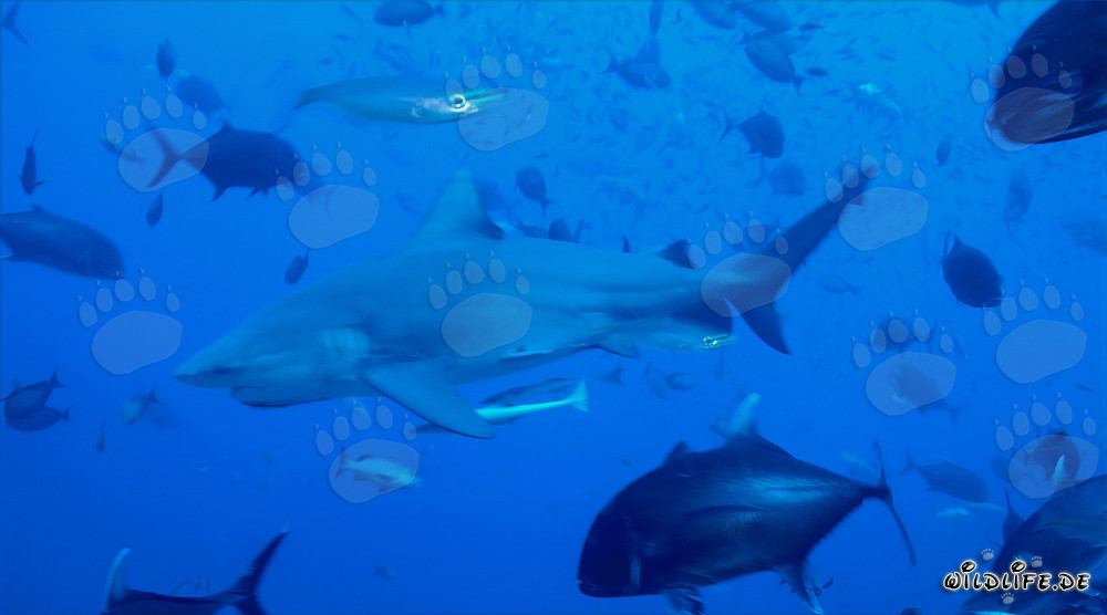 Impressionnant requin taureau entouré de poissons de récif dans les eaux de Fidji