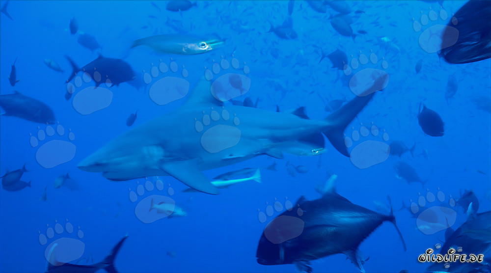 Imponente squalo toro circondato da pesci di barriera nelle acque di Fiji