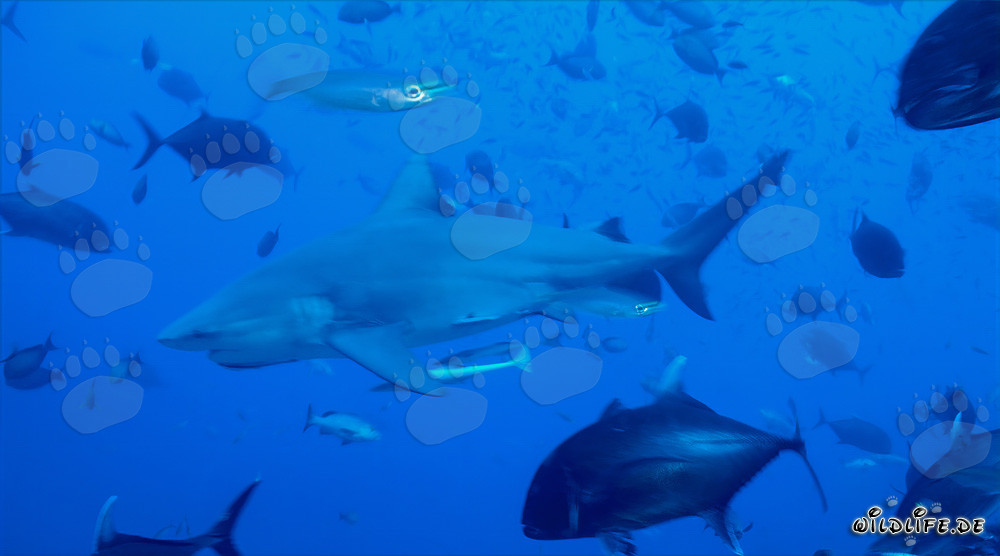 Impresionante tiburón toro rodeado de peces de arrecife en las aguas de Fiji