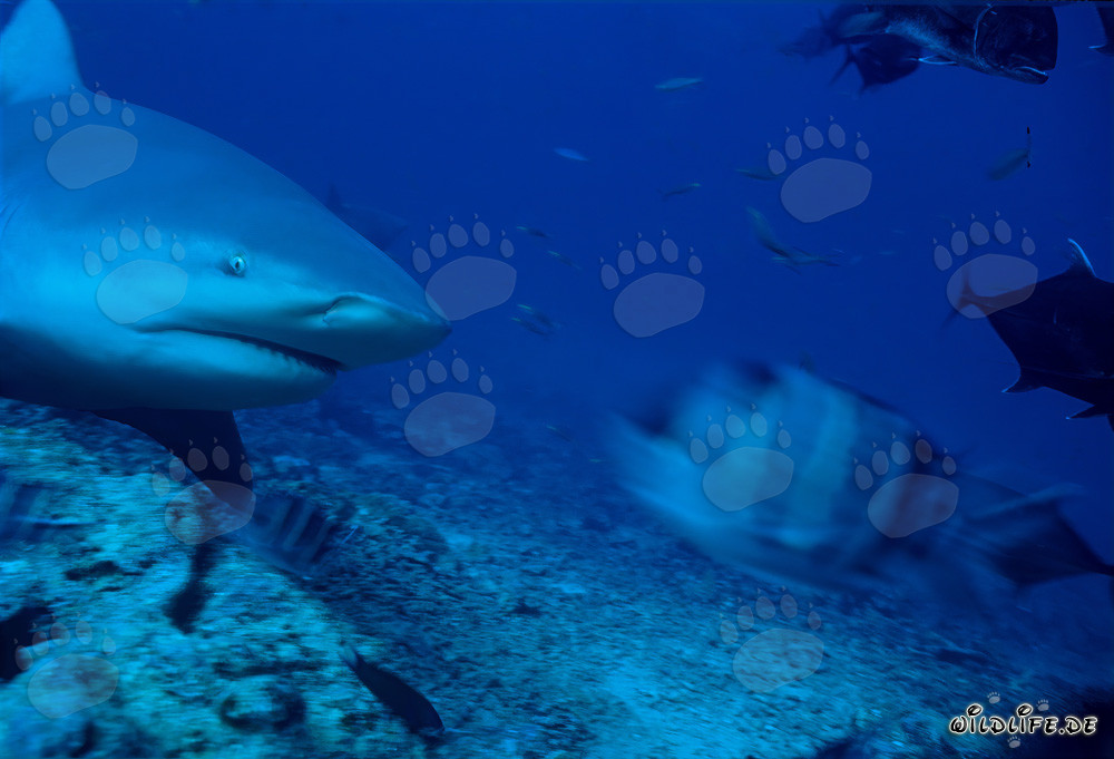 Bull Shark in Beqa Lagoon off the coast of Vitu Levu, Fiji