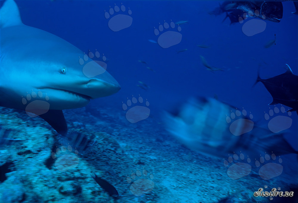Requin bouledogue dans le lagon de Beqa au large de Vitu Levu, Fidji