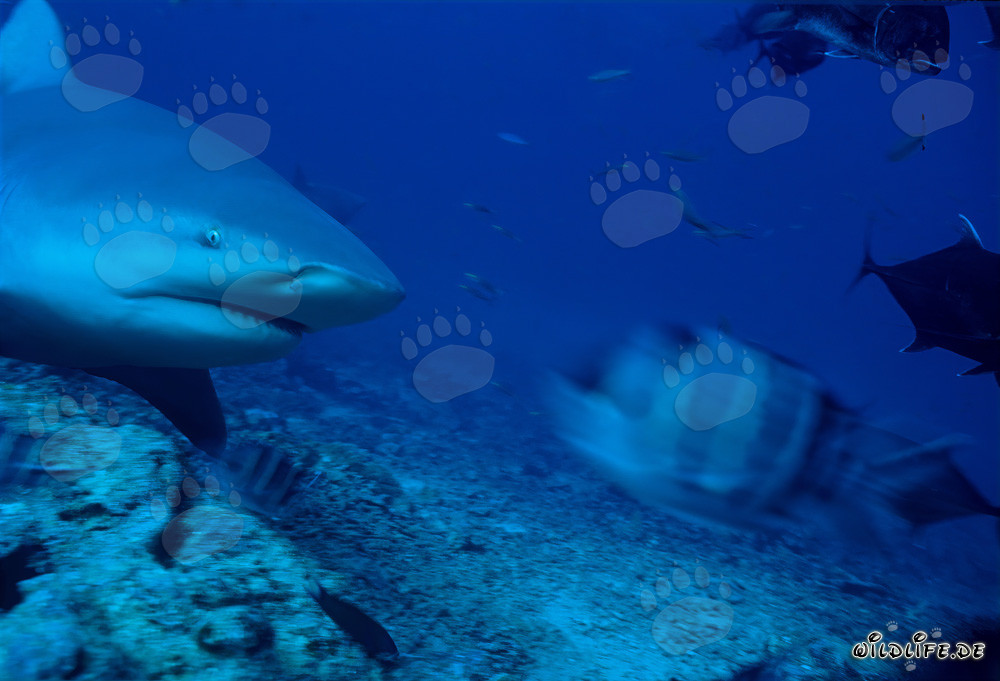 Squalo toro nella laguna di Beqa al largo della costa di Vitu Levu, Figi