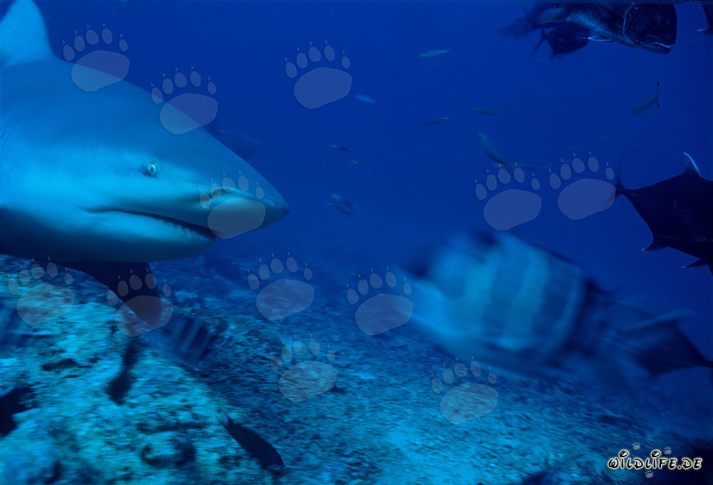 Tiburón toro en la laguna de Beqa frente a la costa de Vitu Levu, Fiyi