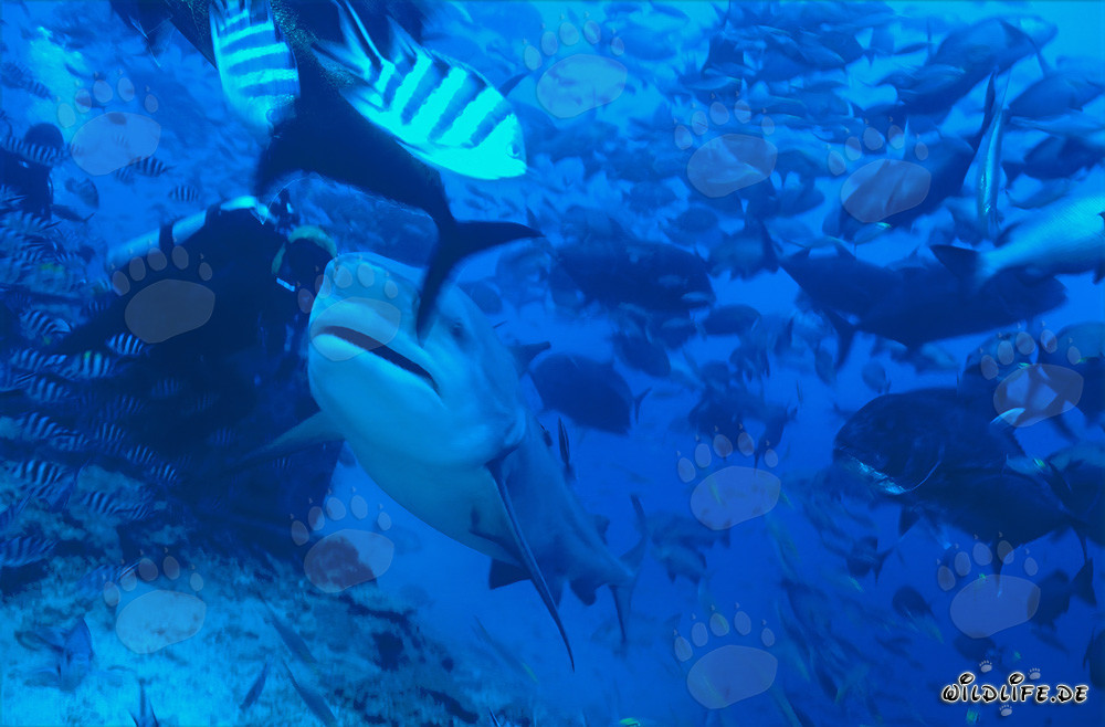 Bull Shark - Majestic Sea Creature near a Diver