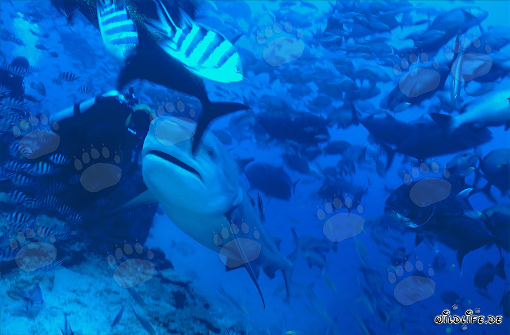 Requin taureau - Majestueux habitant des mers près d'un plongeur