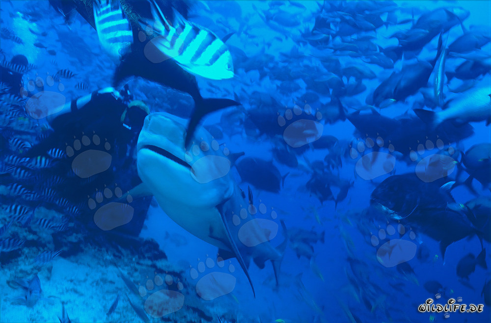 Squalo toro - Maestoso abitante marino vicino a un subacqueo