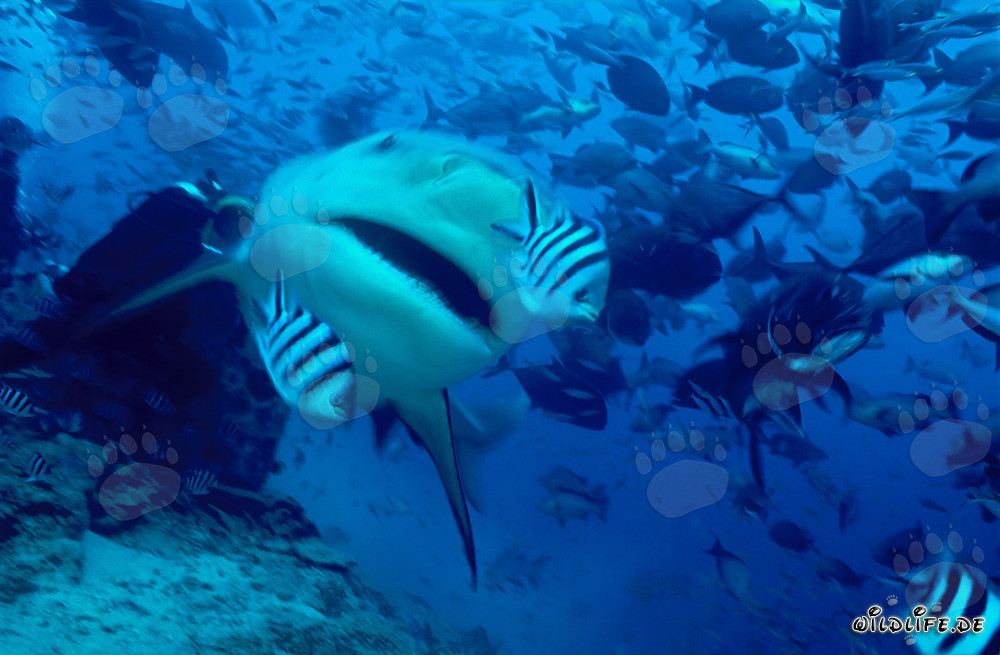 Bull Shark