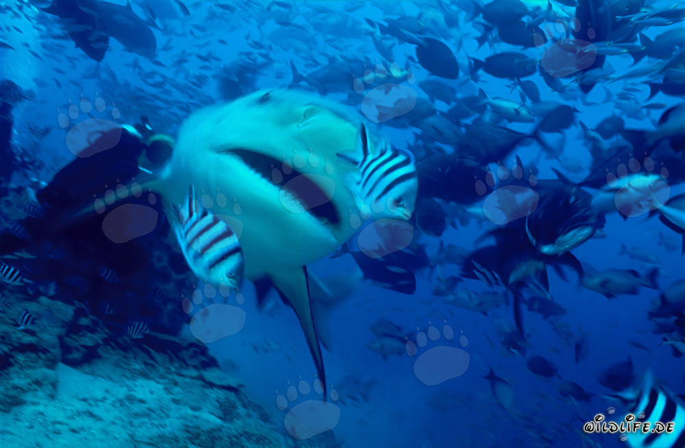 Requin taureau nage devant un plongeur