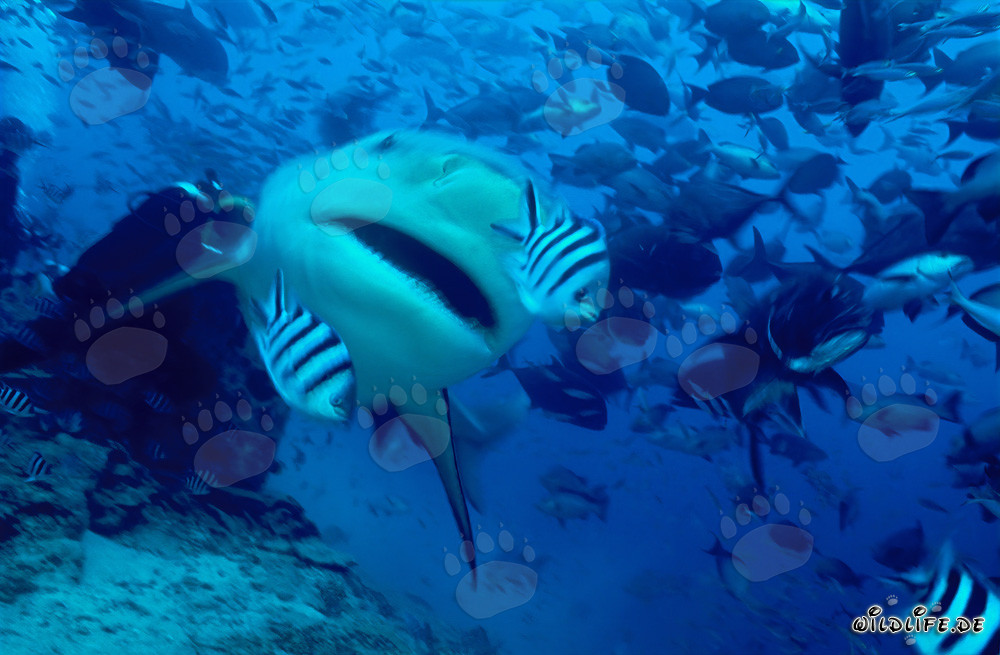 Tiburón toro nada frente a un buzo