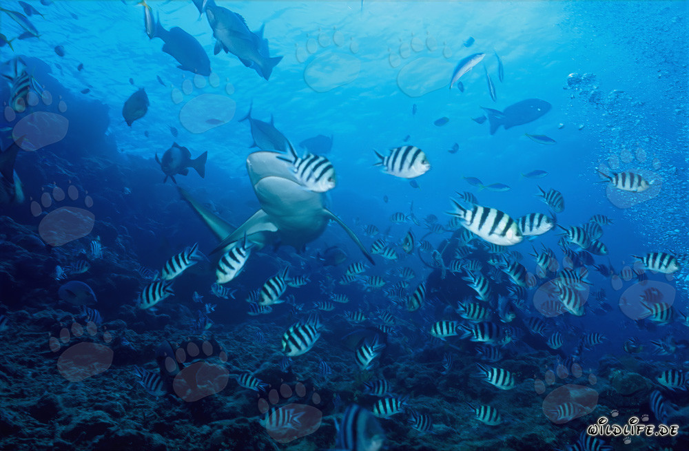Fascinating Bull Shark and colorful coral fishes underwater