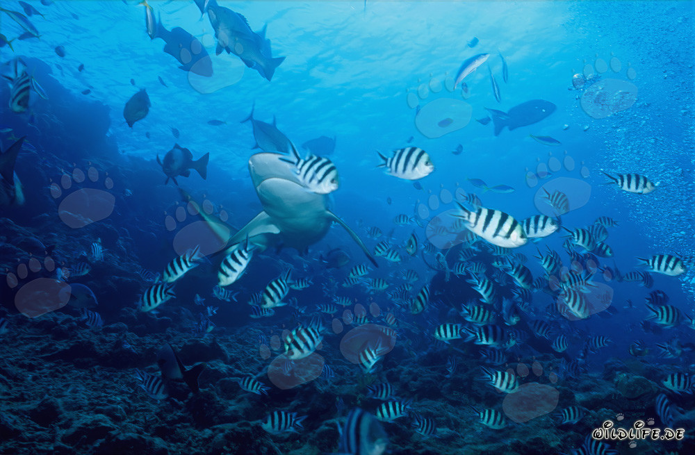 Faszinierender Bullenhai und bunte Rifffische unter Wasser