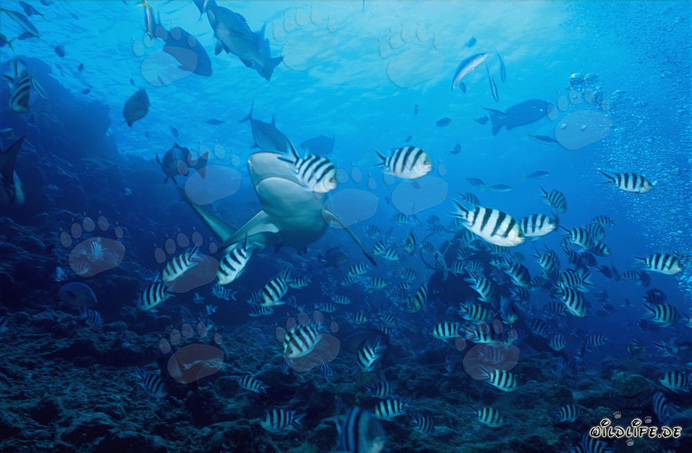 Requin taureau fascinant et poissons colorés dans l'eau