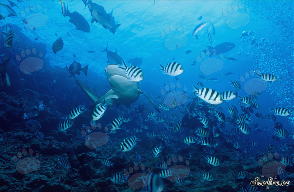 Fascinante tiburón toro y coloridos peces de arrecife bajo el agua