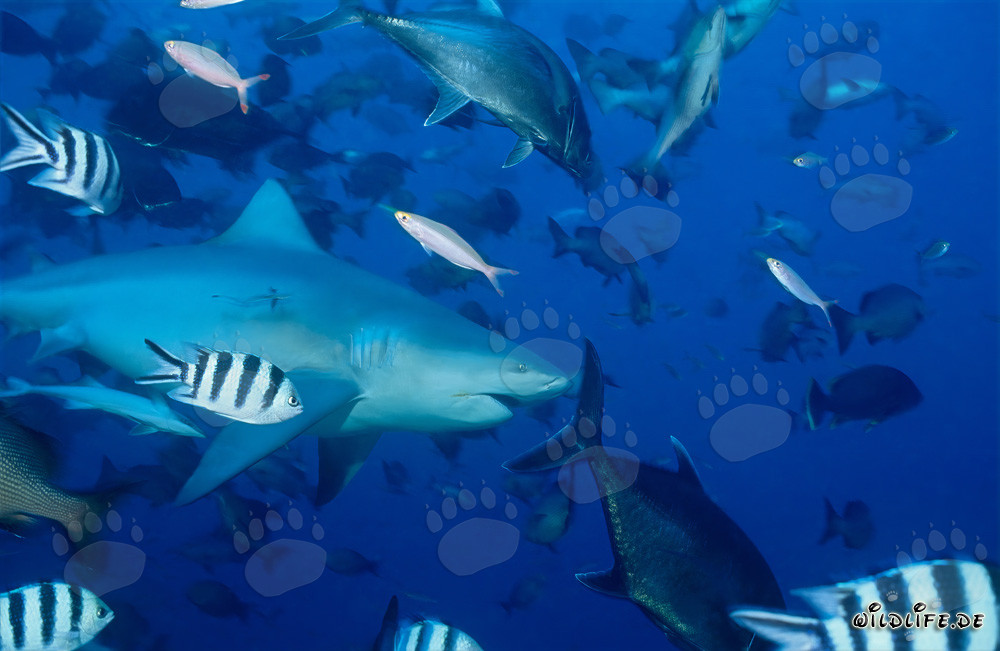 Imposanter Bullenhai vor dem Shark Reef auf den Fidschi-Inseln