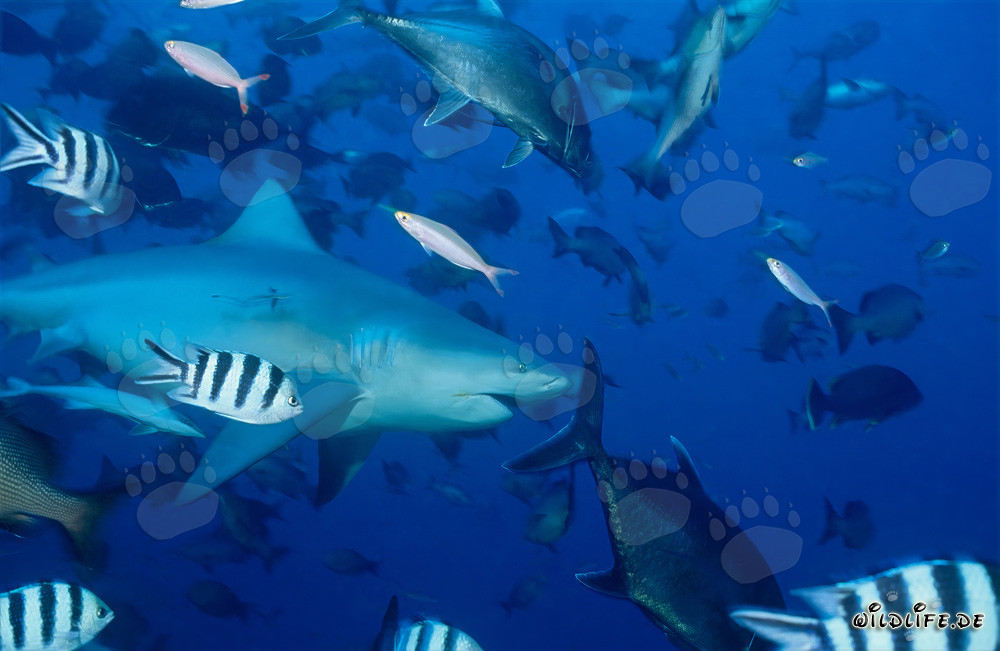 Requin bouledogue imposant devant le récif de requins aux îles Fidji