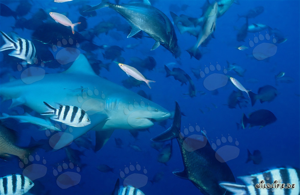 Imponente squalo toro davanti alla barriera corallina degli squali nelle isole Figi