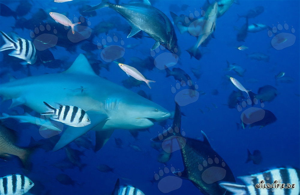 Imponente tiburón toro frente al arrecife de tiburones en las islas Fiji