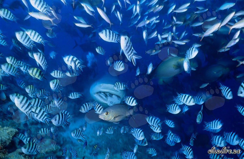 Hungry Bull Shark in the Waters of Fiji