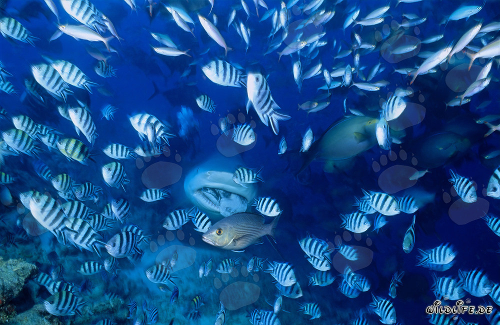 Tiburón toro hambriento en las aguas de Fiji