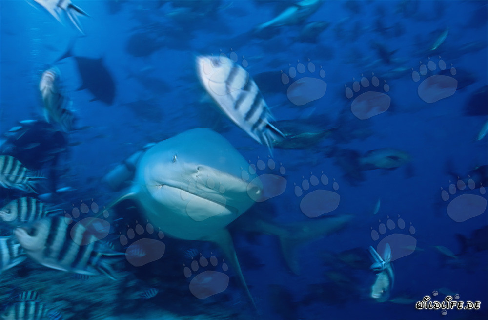 Requin taureau imposant nage en direction frontale du spectateur