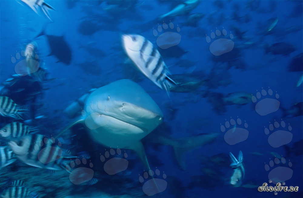 Imposanter Bullenhai schwimmt frontal auf den Betrachter zu