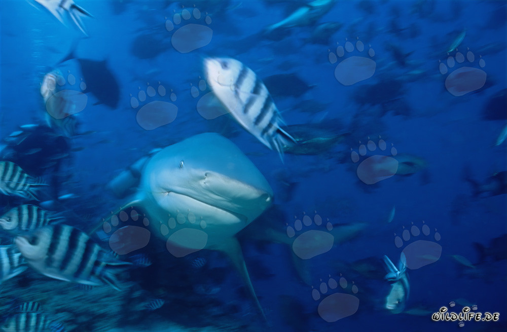 Impresionante tiburón toro nada frontalmente hacia el espectador