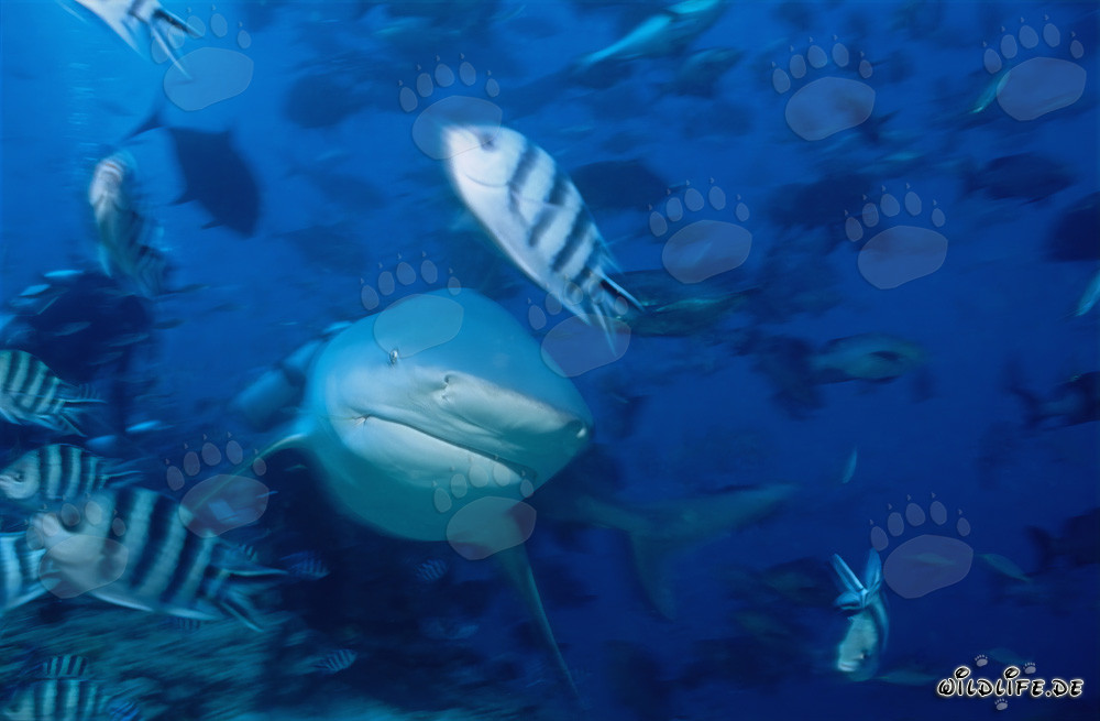 Impressive bull shark swimming directly towards the viewer