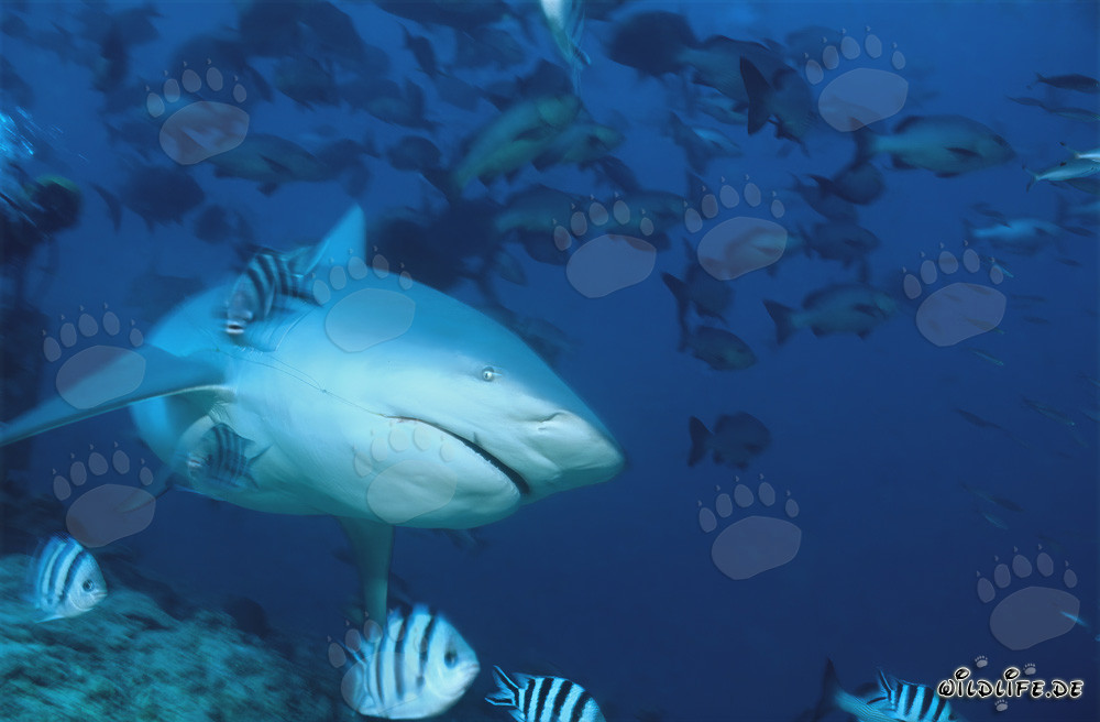 Bull Shark - Majesty of the Seas with Fishing Line