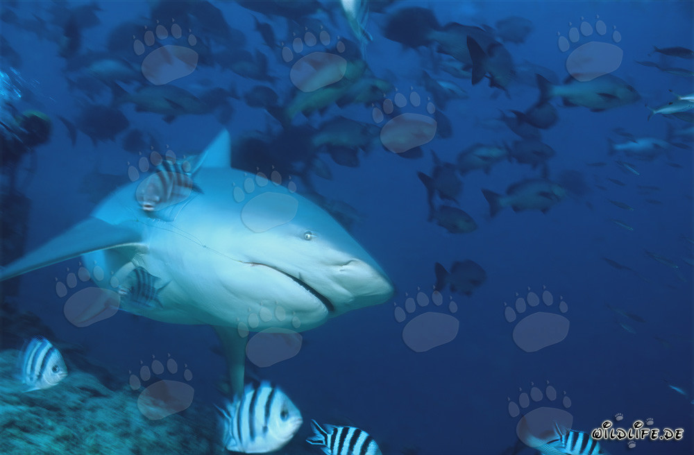Requin taureau - Majesté des mers avec une ligne de pêche