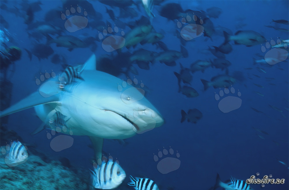Tiburón toro - Majestuosidad de los mares con un sedal