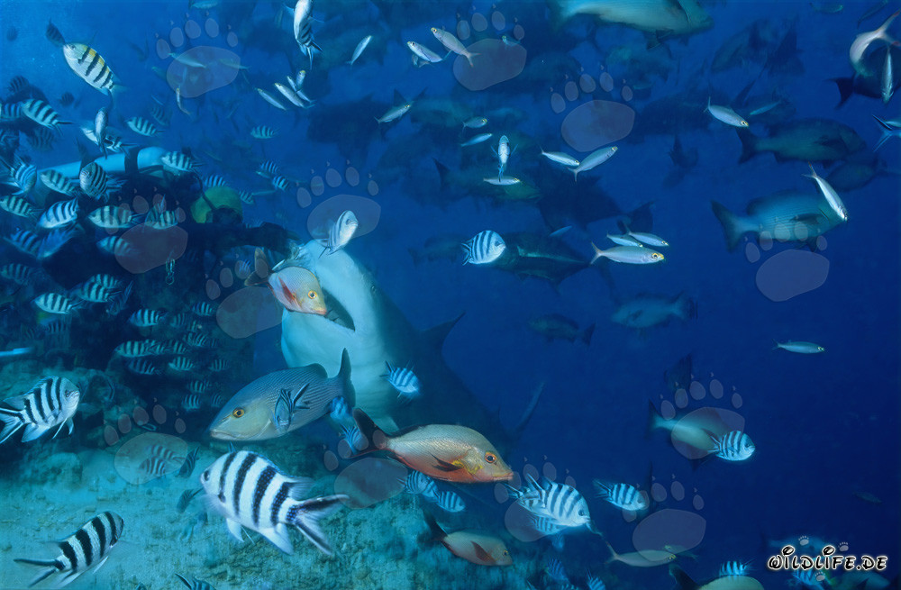 Impresionante tiburón toro y buceador intrépido en las aguas de Fiji