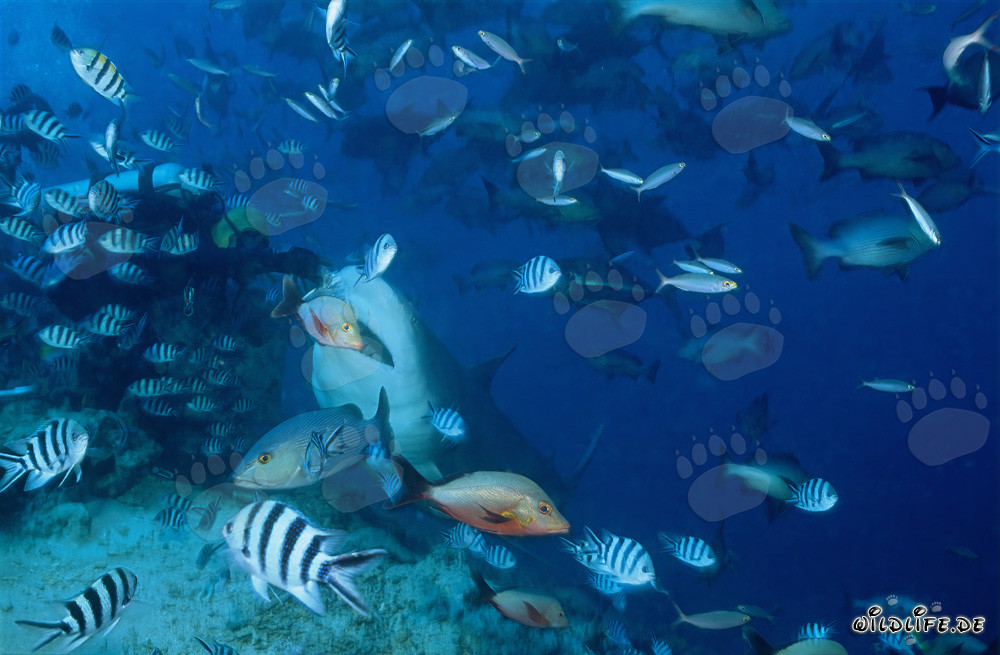 Impressive Bull Shark and fearless diver in the waters of Fiji
