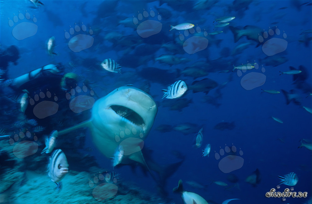Bull Shark