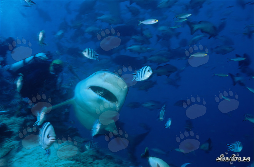Requin taureau sous-marin