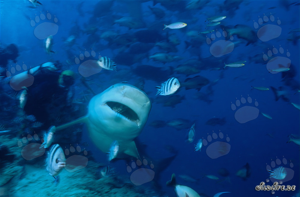 Tiburón toro subacuático