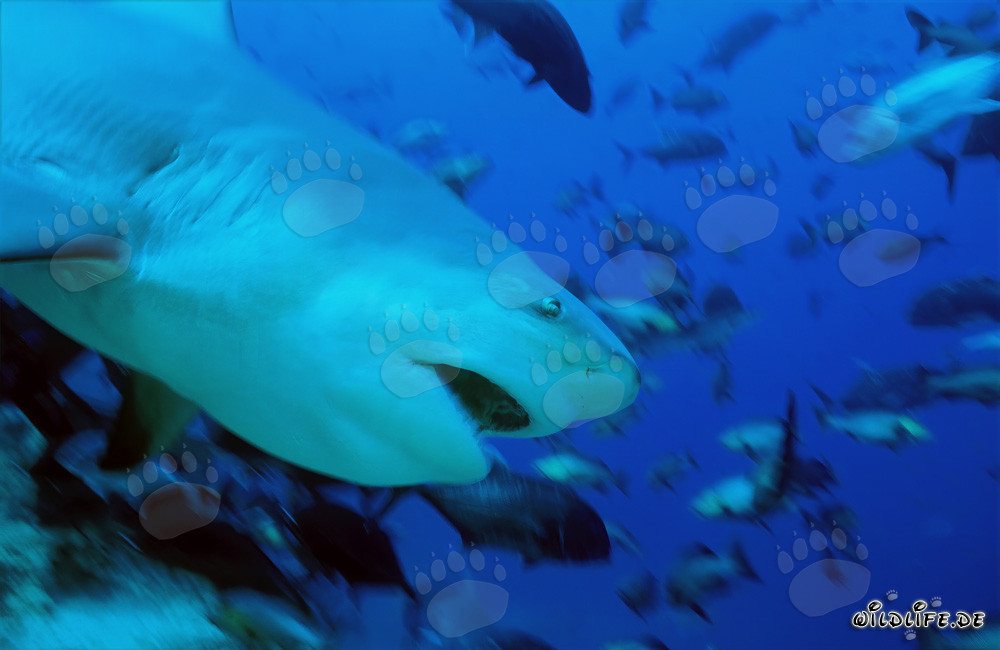 Imponente squalo toro nelle acque di Fiji