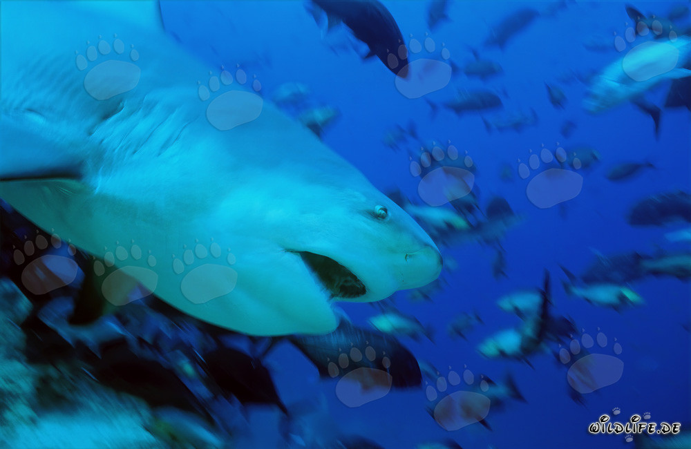 Impresionante tiburón toro en las aguas de Fiji