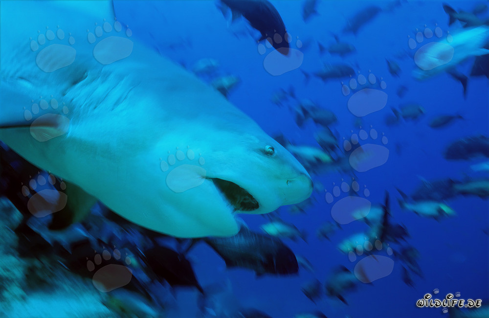 Impressionnant requin taureau dans les eaux des Fidji