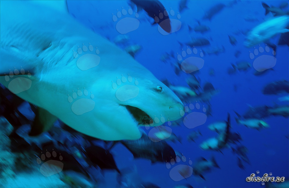 Impressive Bull Shark in the Waters of Fiji