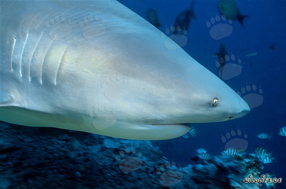 Bullenhai Porträt am Shark Reef in Vitu Levu, Fiji