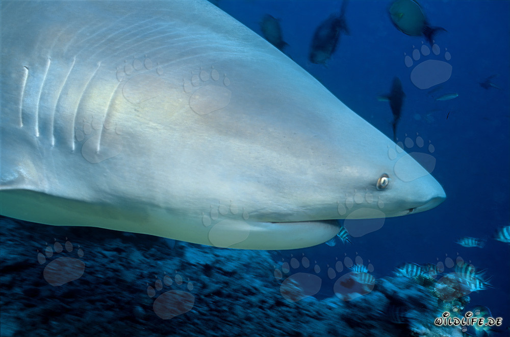 Portrait de requin taureau au Shark Reef à Vitu Levu, Fidji