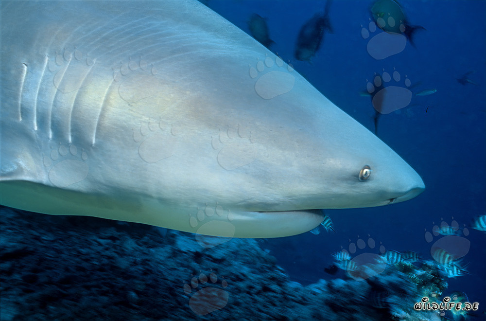 Retrato de tiburón toro en Shark Reef en Vitu Levu, Fiji