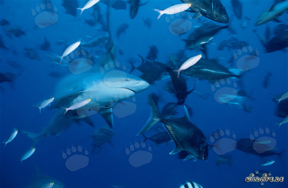 Impressive Bull Shark surrounded by Bigeye Trevallies